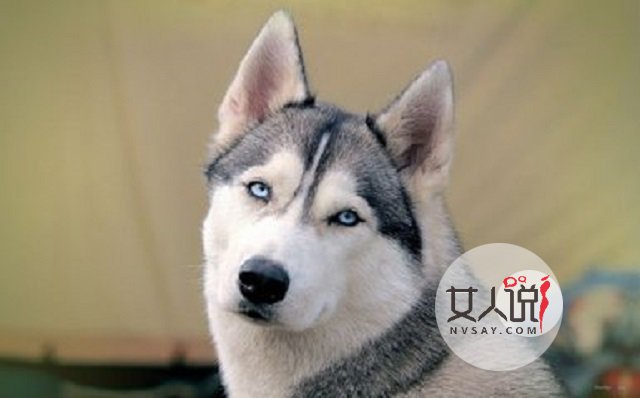 哈士奇多少钱一只，这里给你一个参考，告诉你你不知道的秘密