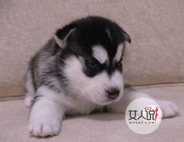 哈士奇多少钱一只，这里给你一个参考，告诉你你不知道的秘密