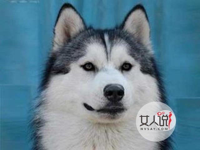 哈士奇多少钱一只,这里给你一个参考,告诉你你不知道的秘密