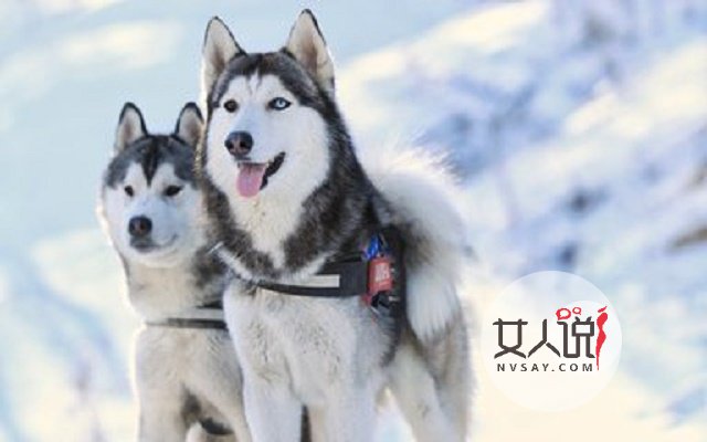 哈士奇多少钱一只,这里给你一个参考,告诉你你不知道的秘密