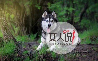 哈士奇多少钱一只,这里给你一个参考,告诉你你不知道的秘密