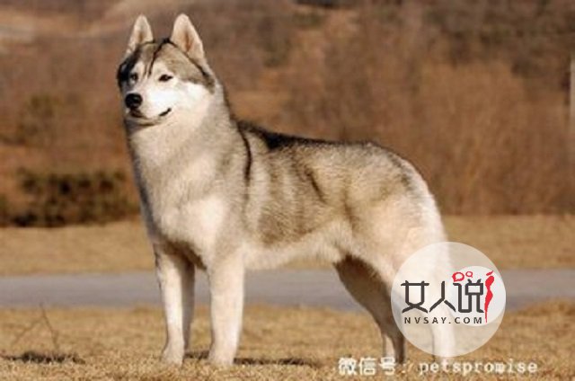 哈士奇多少钱一只,这里给你一个参考,告诉你你不知道的秘密