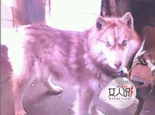 哈士奇多少钱一只,这里给你一个参考,告诉你你不知道的秘密