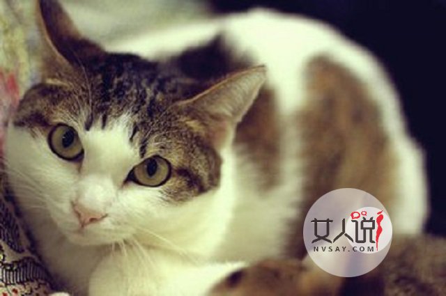 猫色场所大揭秘！！！绝对颠覆你的三观！！！