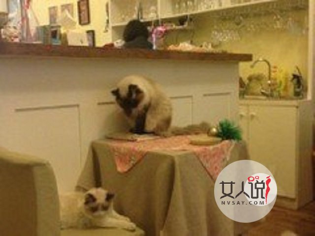 猫色场所大揭秘!!!绝对颠覆你的三观!!!