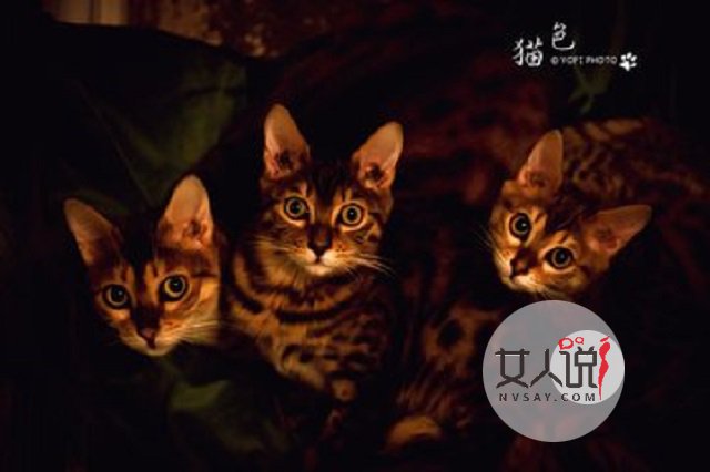 猫色场所大揭秘!!!绝对颠覆你的三观!!!