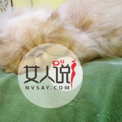 猫色场所大揭秘！！！绝对颠覆你的三观！！！