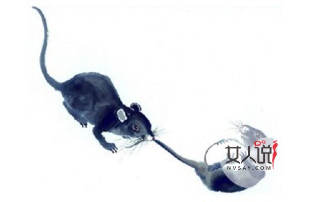 属鼠的和什么属相最相配,给你一个幸福的婚姻