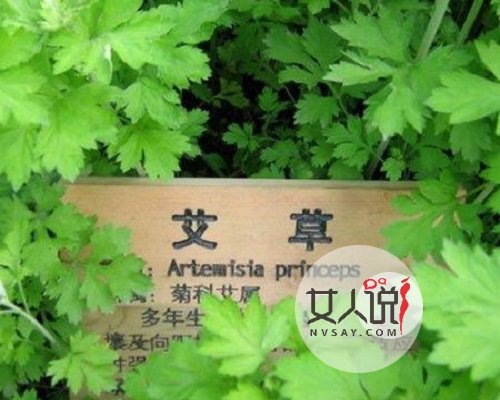 艾草的功效与作用,疑难杂症不再头疼