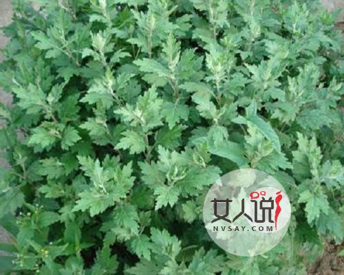 艾草的功效与作用,疑难杂症不再头疼