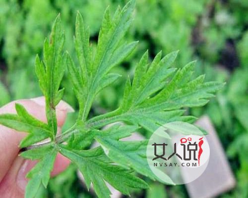 艾草的功效与作用,疑难杂症不再头疼