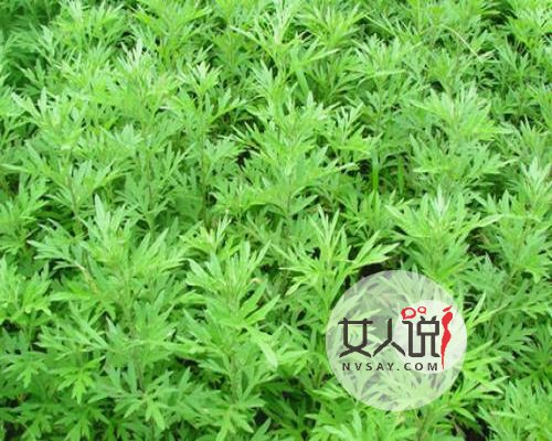艾草的功效与作用,疑难杂症不再头疼
