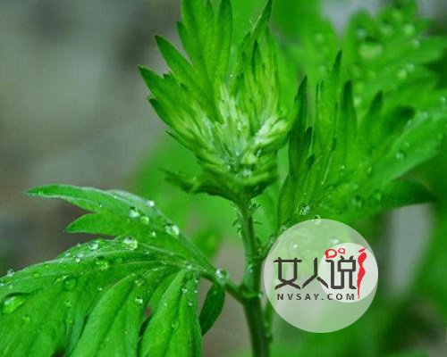 艾草的功效与作用,疑难杂症不再头疼