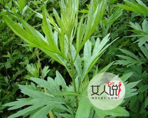 艾草的功效与作用,疑难杂症不再头疼