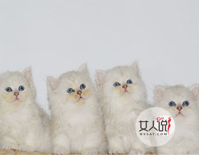 宠物萌主小百科:关于金吉拉你不知道的事