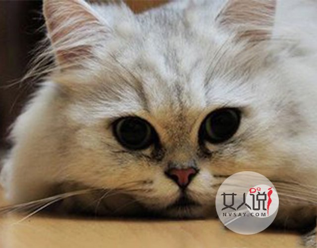 宠物萌主小百科:关于金吉拉你不知道的事