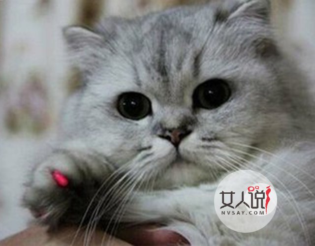 宠物萌主小百科:关于金吉拉你不知道的事