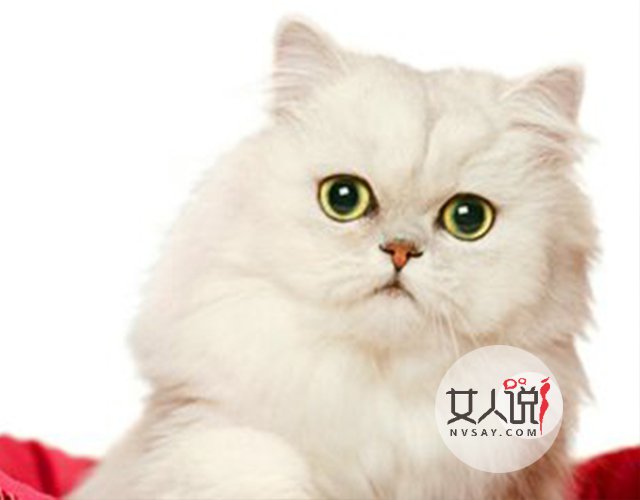 宠物萌主小百科:关于金吉拉你不知道的事