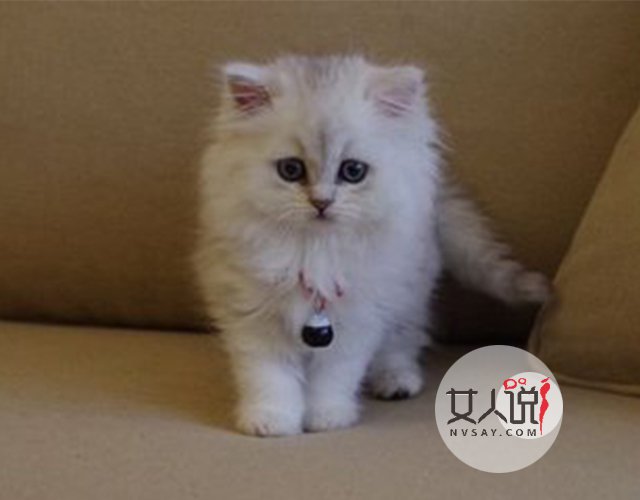 宠物萌主小百科:关于金吉拉你不知道的事