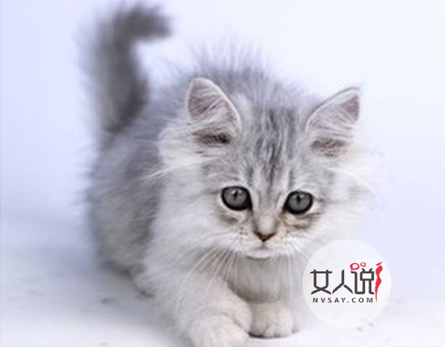 宠物萌主小百科:关于金吉拉你不知道的事