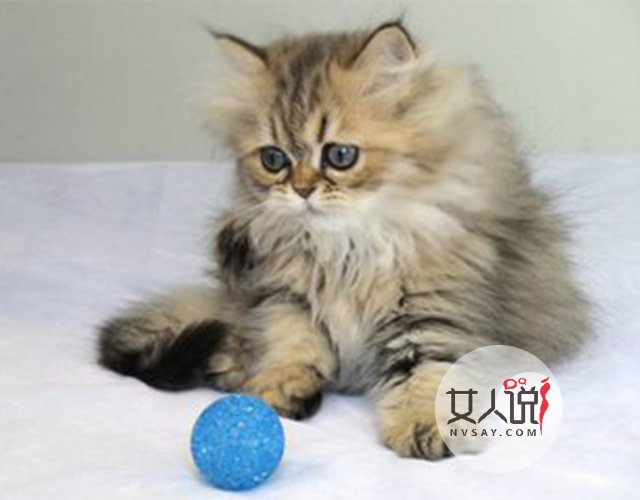 宠物萌主小百科:关于金吉拉你不知道的事