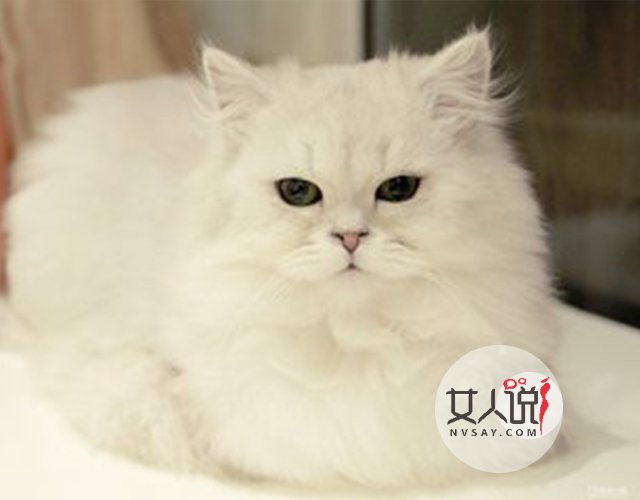 宠物萌主小百科:关于金吉拉你不知道的事