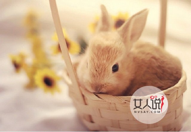 87年属什么?当然是可爱小兔兔!