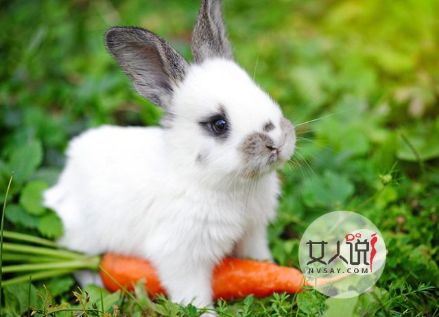 87年属什么？当然是可爱小兔兔！