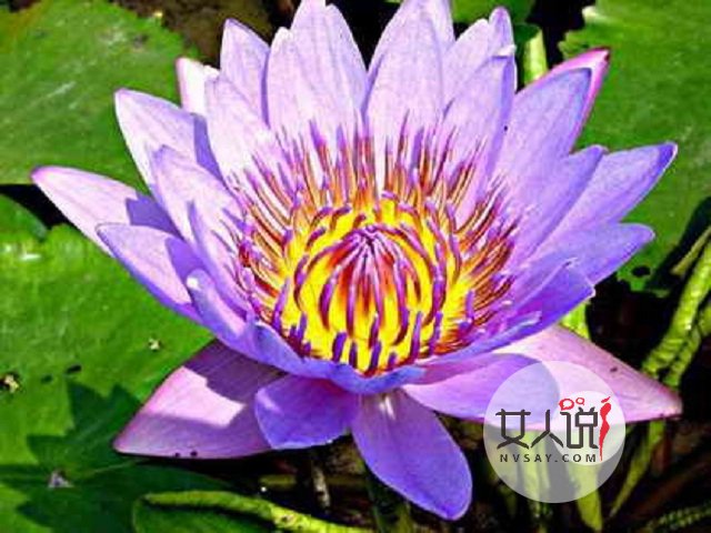 拥有“最美丽的岛屿”之称,“宝石王国”斯里兰卡是哪个国家?