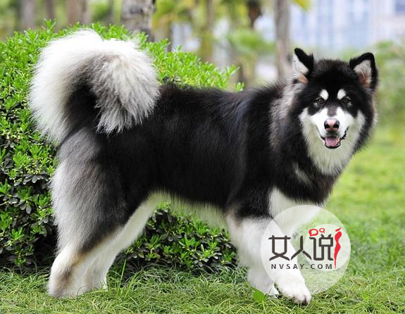 “雪橇三傻”老大阿拉斯加犬应该怎么养？