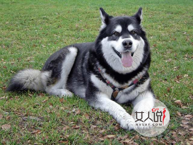 “雪橇三傻”老大阿拉斯加犬应该怎么养？