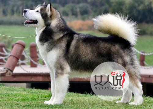 “雪橇三傻”老大阿拉斯加犬应该怎么养？
