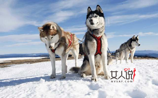 “雪橇三傻”老大阿拉斯加犬应该怎么养？