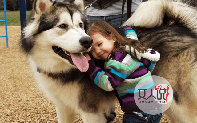 “雪橇三傻”老大阿拉斯加犬应该怎么养？