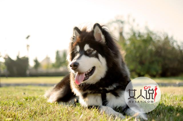 “雪橇三傻”老大阿拉斯加犬应该怎么养？