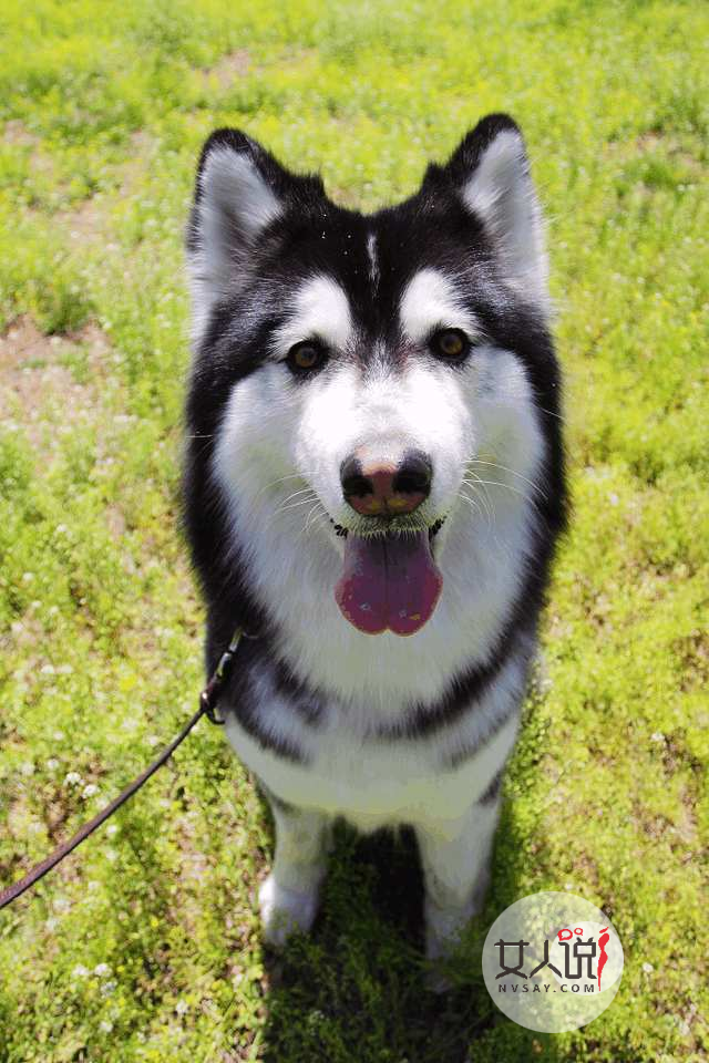 “雪橇三傻”老大阿拉斯加犬应该怎么养？