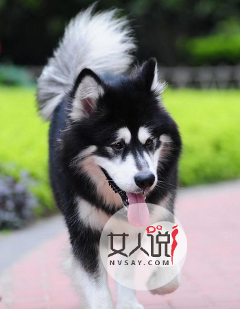 “雪橇三傻”老大阿拉斯加犬应该怎么养？