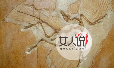 超全恐龙的资料,让你了解一个全新的恐龙世界