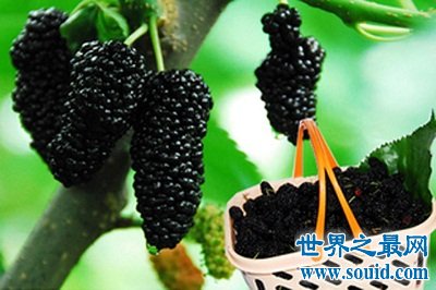 桑葚的功效与作用?女人最应该知道!