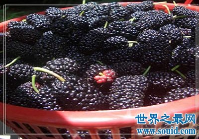 桑葚的功效与作用?女人最应该知道!