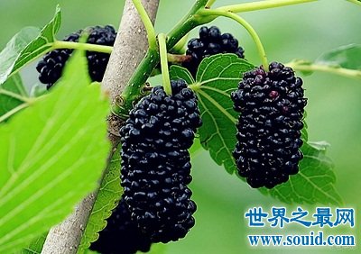 桑葚的功效与作用?女人最应该知道!