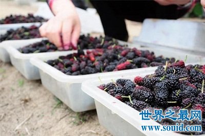 桑葚的功效与作用?女人最应该知道!