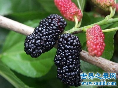 桑葚的功效与作用?女人最应该知道!