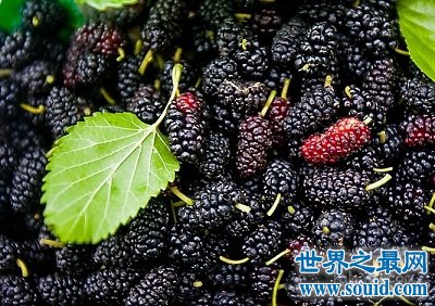 桑葚的功效与作用?女人最应该知道!