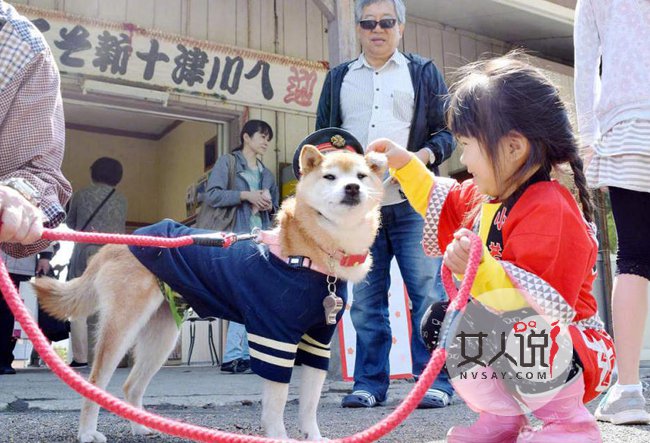呆萌柴犬成火车站长 小狗狗上演制服诱惑照片曝光好可爱
