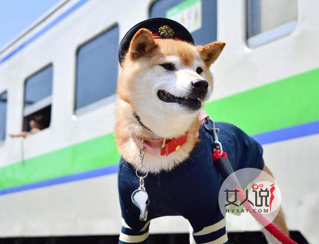 呆萌柴犬成火车站长 小狗狗上演制服诱惑照片曝光好可爱