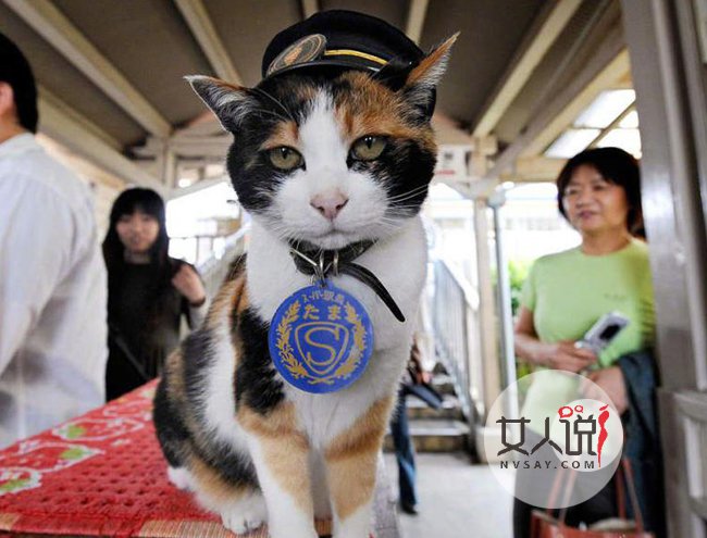 呆萌柴犬成火车站长 小狗狗上演制服诱惑照片曝光好可爱