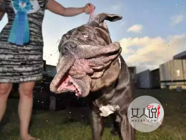 世界最丑狗新冠军 因为一个小细节就俘获众人喜欢照片曝光