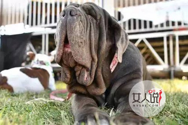 世界最丑狗新冠军 因为一个小细节就俘获众人喜欢照片曝光