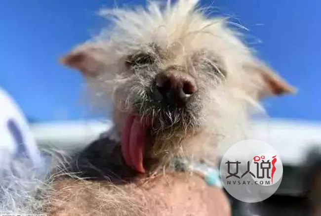 世界最丑狗新冠军 因为一个小细节就俘获众人喜欢照片曝光